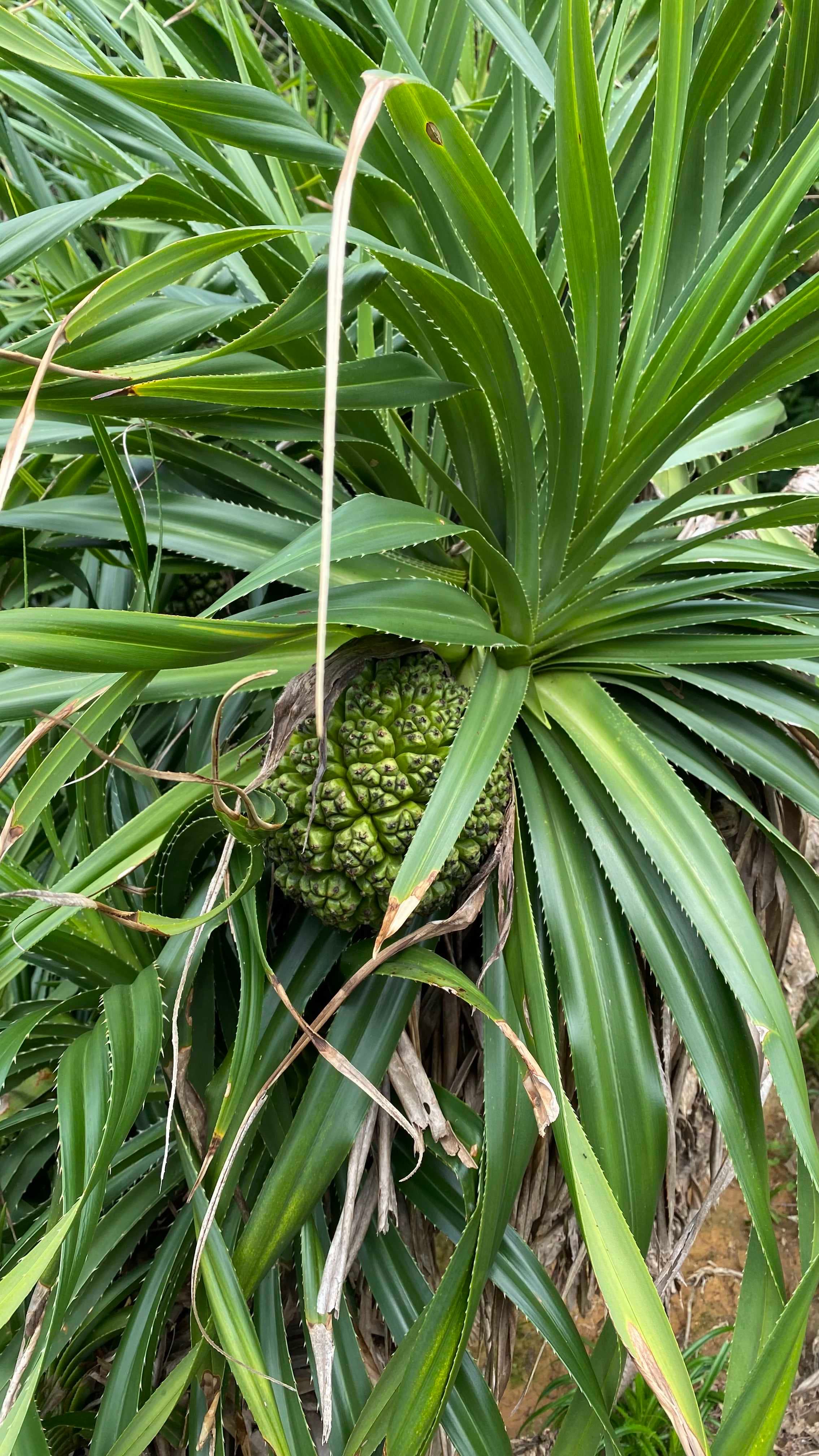 香港户外